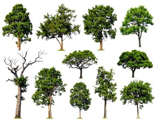 Assortment of diverse trees, each isolated on a white backdrop, demonstrating varied shapes and foliage for educational or design purposes