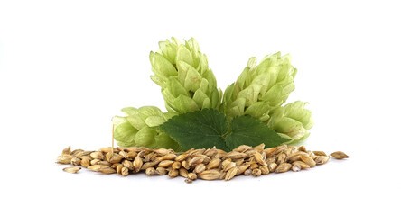 Fresh Green Hops and Barley Grains Isolated on White Background