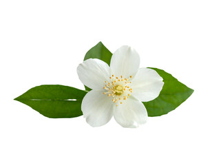 Obraz premium Delicate white bloom with green leaves, isolated on black