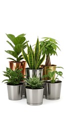 Fototapeta premium Collection of indoor houseplants in modern pots