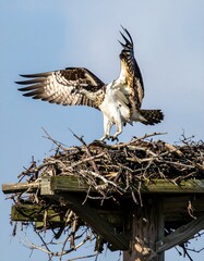 Bird of prey perched atop its nest, spreading wings against a blue sky, capturing an airborne moment