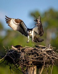 Bird of prey, white and brown, descends with wings spread above a nest. Another bird sits inside the structure. Green foliage visible in the background