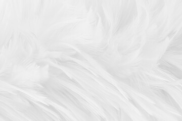Fototapeta premium Beautiful white grey bird feathers pattern texture background.