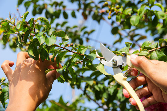 Pruning tree branches with pruning shears. Plant care. Gardening.