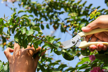 Pruning tree branches with pruning shears. Plant care. Gardening.