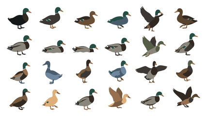 Collection of Mallard Ducks in Various Poses and Colors on White Background