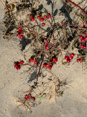 739-56 Swamp Rose Berries