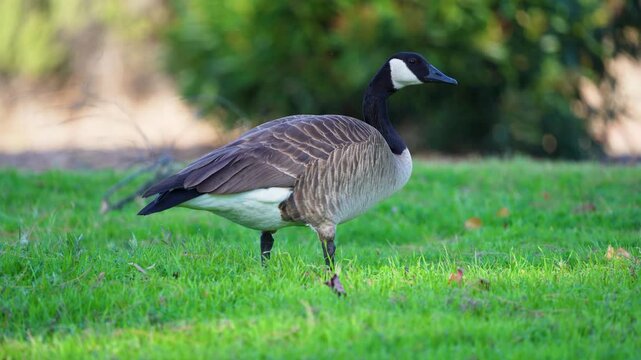 A Canada Goose grazes on grass at Castaic Lake, California.