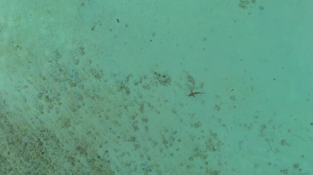 Drone footage over shallow water in Komodo National Park, Indonesia, showing a single baby shark swimming calmly through clear turquoise sea in a quiet tropical marine environment.
