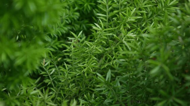 Foxtail Fern with Soft Focus Bokeh Creating Dreamy Green Natural Background