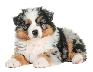 Fototapeta premium A fluffy merle puppy with striking blue eyes rests on a white background