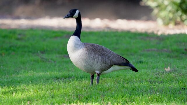 A Canada Goose grazes on grass at Castaic Lake, California.