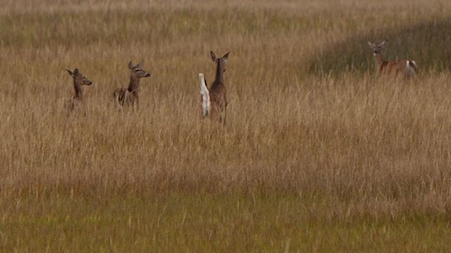 Deer bounding in a meadow