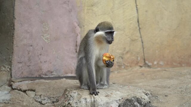 A Vervet Monkey Eating an Apple