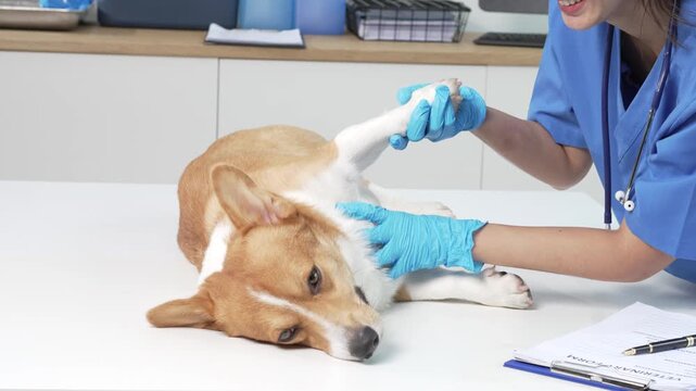 Asian veterinarian gently injects corgi during clinic visit, showcasing professional animal healthcare, preventive medicine, compassionate treatment, pet safety, trust,and modern veterinary practice