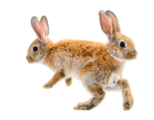 Two-headed rabbit creature in motion, isolated on white