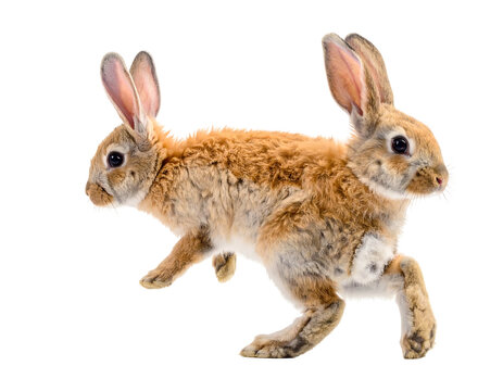 Two-headed rabbit creature in motion, isolated on white