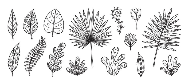 Set of hand-drawn tropical leaves and flowers in a black and white doodle style, featuring a botanical collection of jungle plants, palm fronds, and fern illustrations