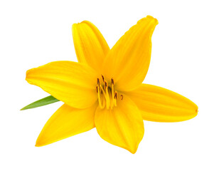 Vibrant yellow lily bloom with delicate petals and stamen, isolated