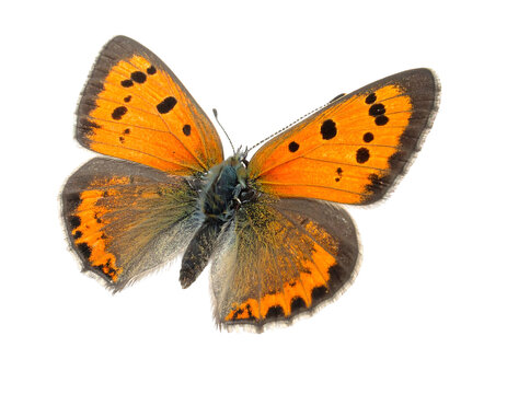Small copper butterfly with black spots and dark edges on orange wings