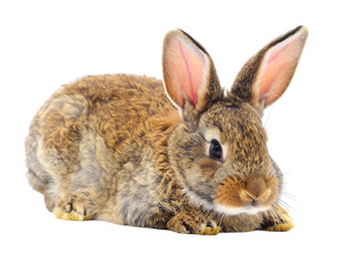 Fototapeta premium A fuzzy, brown rabbit with large ears sits in repose on a dark background