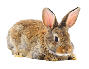 A fuzzy, brown rabbit with large ears sits in repose on a dark background