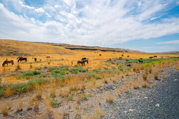Fototapeta premium A herd of horses run wild in the Palouse region countryside of rural Washington State, USA.
