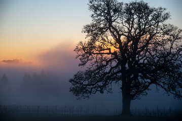 An iconic oak tree is silhouetted against fog glowing from the sunset, vivid color against blue, with a vineyard silhouetted against the glow.