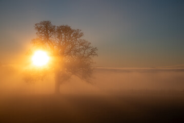 An iconic oak tree is silhouetted against fog glowing from the sunset, vivid color against blue, with a vineyard silhouetted against the glow.