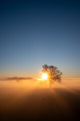 An iconic oak tree is silhouetted against fog glowing from the sunset, vivid color against blue, with a vineyard silhouetted against the glow.