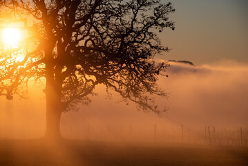 An iconic oak tree is silhouetted against fog glowing from the sunset, vivid color against blue, with a vineyard silhouetted against the glow.