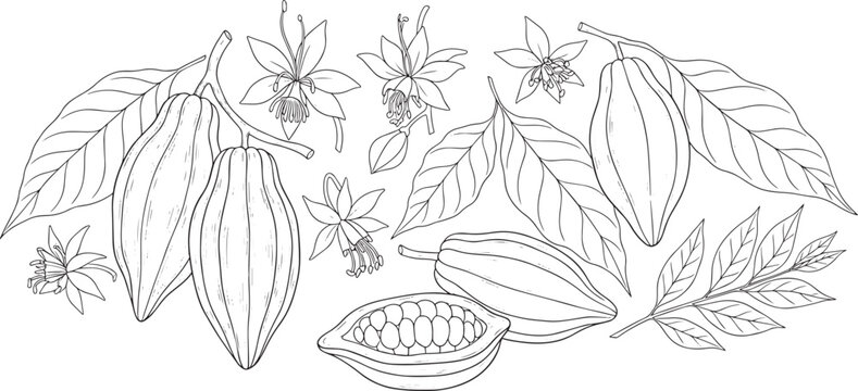 cocoa bean set, chocolate plant with leaves, flowers, and fruit pods