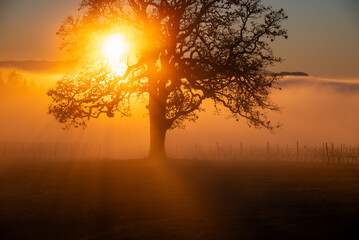 An iconic oak tree is silhouetted against fog glowing from the sunset, vivid color against blue, with a vineyard silhouetted against the glow.