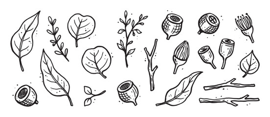 Obraz premium Hand-drawn eucalyptus plant elements collection with leaves, gumnuts, flowers, and branches in a sketchy black and white doodle style for botanical design