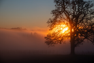An iconic oak tree is silhouetted against fog glowing from the sunset, vivid color against blue, with a vineyard silhouetted against the glow.