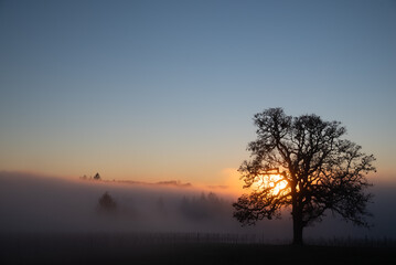 An iconic oak tree is silhouetted against fog glowing from the sunset, vivid color against blue, with a vineyard silhouetted against the glow.