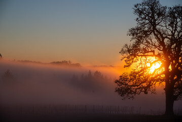 An iconic oak tree is silhouetted against fog glowing from the sunset, vivid color against blue,...