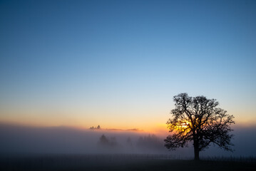 An iconic oak tree is silhouetted against fog glowing from the sunset, vivid color against blue, with a vineyard silhouetted against the glow.