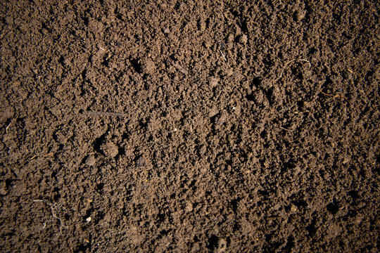 Soil texture with forest blur. Soil surface for eco background. Soil ground with natural bokeh. Soil closeup for organic design.