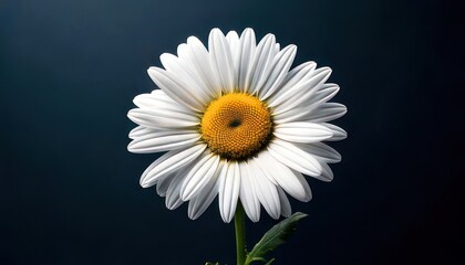 Close-up of a beautiful daisy flower with white petals.