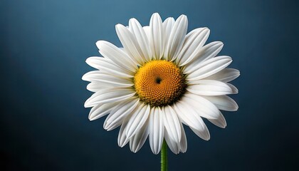 Close-up of a beautiful daisy flower with white petals and yellow center.