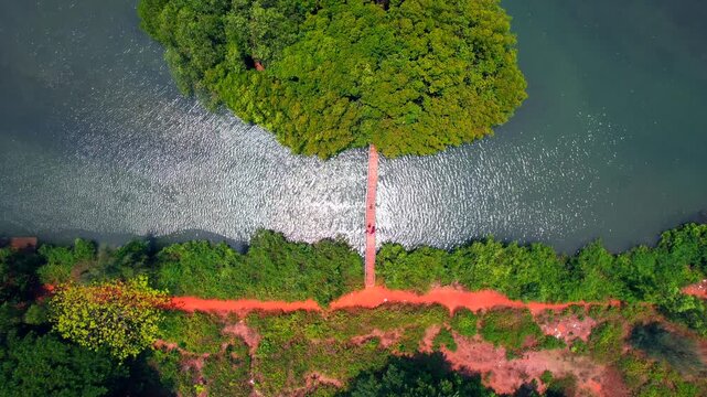 Mangroves, Sharavathi Kandla Mangrove Boardwalk, Honnavara, Uttara Kannada