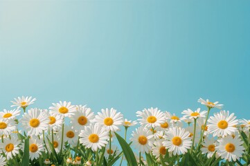 Obraz premium White daisies blooming under clear blue sky
