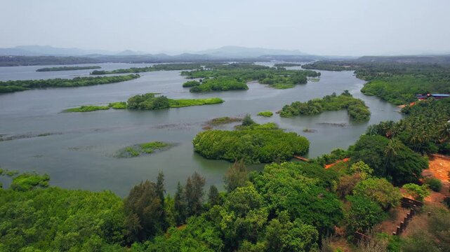 Mangroves, Sharavathi Kandla Mangrove Boardwalk, Honnavara, Uttara Kannada