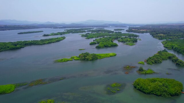 Mangroves, Sharavathi Kandla Mangrove Boardwalk, Honnavara, Uttara Kannada