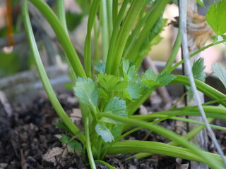 Obraz premium Celery is a crisp green vegetable valued for nutrition, flavor, hydration, and versatile culinary uses.