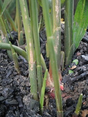 Obraz premium Red ginger offers spicy warmth, aromatic richness, health benefits, culinary versatility, and medicinal value worldwide.