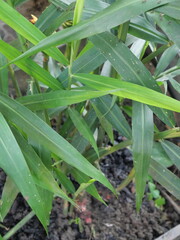 Obraz premium Red ginger offers spicy warmth, aromatic richness, health benefits, culinary versatility, and medicinal value worldwide.