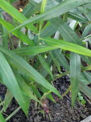 Obraz premium Red ginger offers spicy warmth, aromatic richness, health benefits, culinary versatility, and medicinal value worldwide.