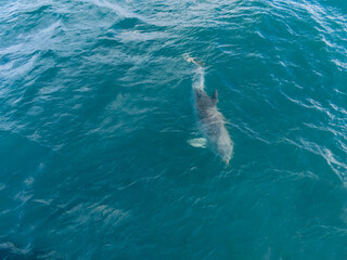 Abstract Capture of a Dolphin